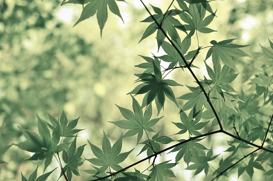 Green Japanese Maple Leaves Against Soft Blurred Background