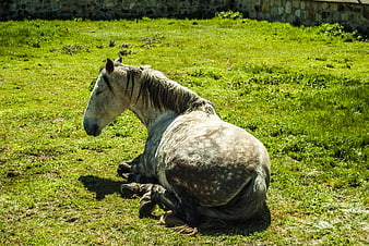 Grey Horse Resting in Green Pasture