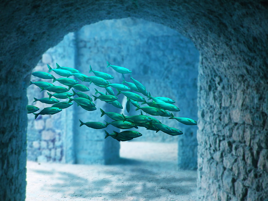 School of fish swimming through underwater stone archway