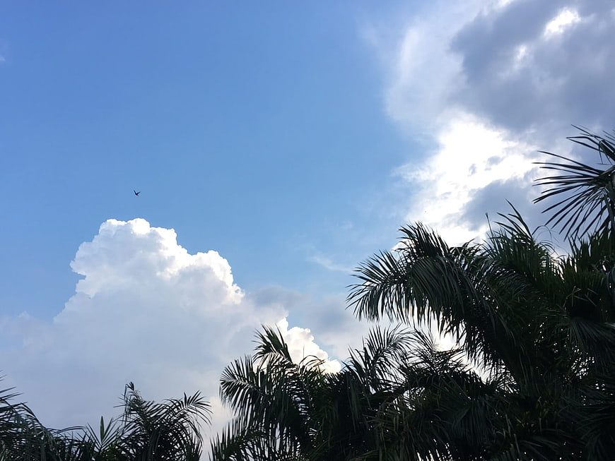 Silhouette of palm trees against blue sky with clouds
