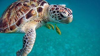 Sea Turtle Swimming Underwater with Tropical Fish