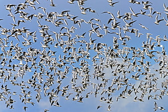 Massive flock of black-headed gulls flying against blue sky