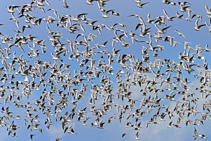 Massive flock of black-headed gulls flying against blue sky