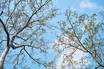 Low angle view of tree branches against blue sky