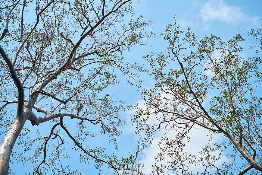 Low angle view of tree branches against blue sky