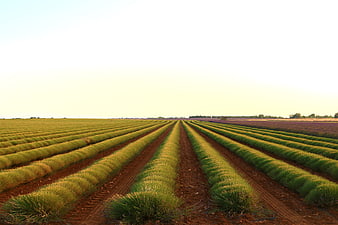 Rows of green crops in a vast agricultural field at sunset