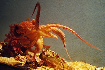 Red octopus crawling on rocks underwater