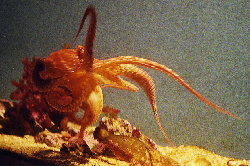 Red octopus crawling on rocks underwater