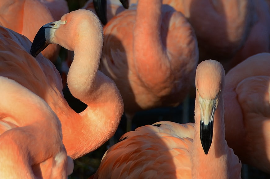 Close-up of pink flamingos with curved necks and beaks