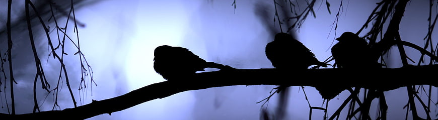 Silhouette of three birds perched on a branch against a blue sky