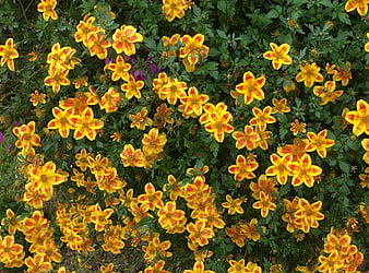 Vibrant yellow and orange Tagetes flowers in a garden