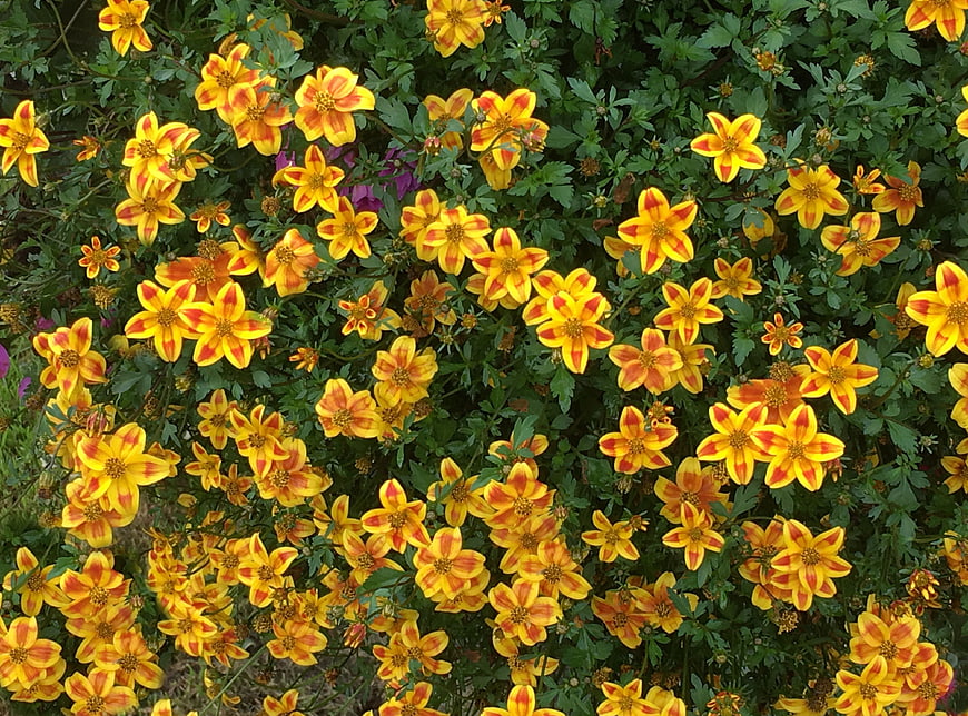 Vibrant yellow and orange Tagetes flowers in a garden