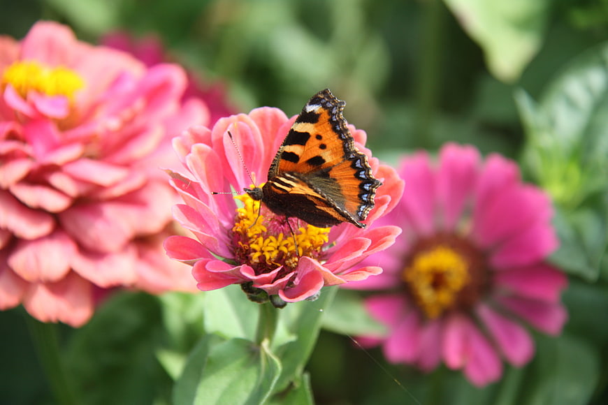 Small Tortoiseshell Butterfly on Pink Zinnia Flower