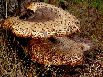 Close-up of large Polyporus squamosus bracket fungus on tree