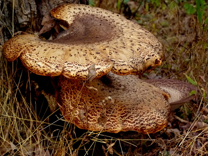 Close-up of large Polyporus squamosus bracket fungus on tree