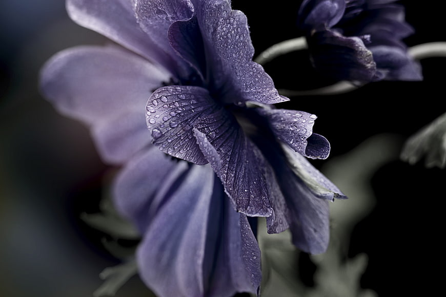 Close-up of purple flower with water droplets on dark background