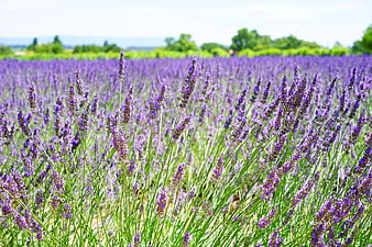 Vibrant Lavender Field in Full Bloom