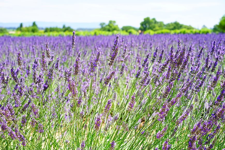 Vibrant Lavender Field in Full Bloom