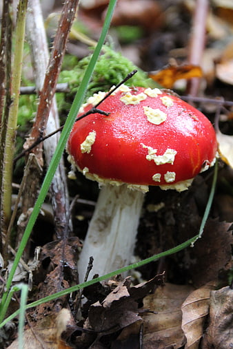 Red Fly Agaric Mushroom in Forest Undergrowth