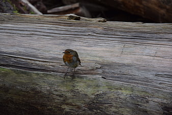 European Robin perched on weathered driftwood log