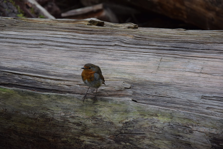 European Robin perched on weathered driftwood log