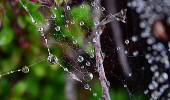 Close-up of spiderweb with dew drops on branch