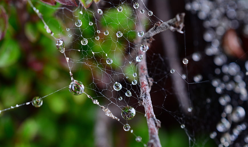 Close-up of spiderweb with dew drops on branch