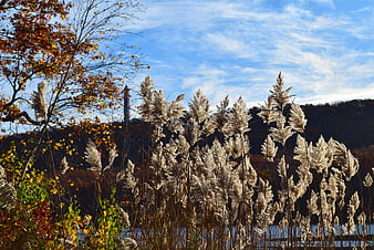 Golden reeds and autumn foliage against blue sky