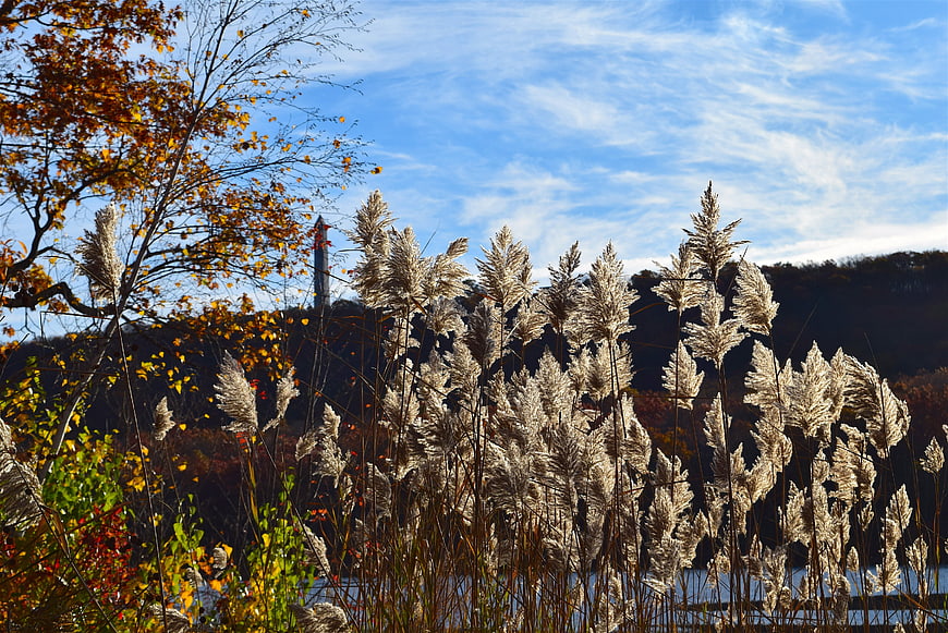 Golden reeds and autumn foliage against blue sky