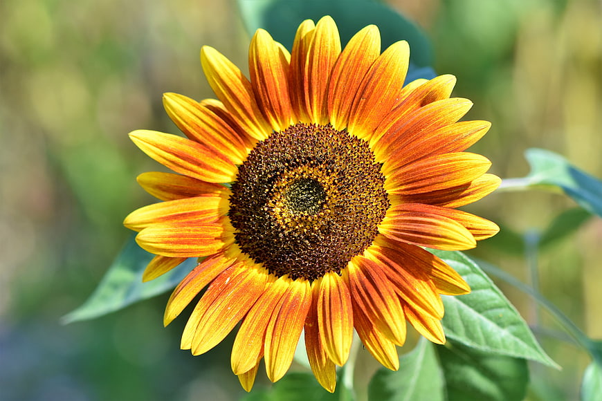 Vibrant Orange Sunflower Close-Up With Blurred Green Garden Background