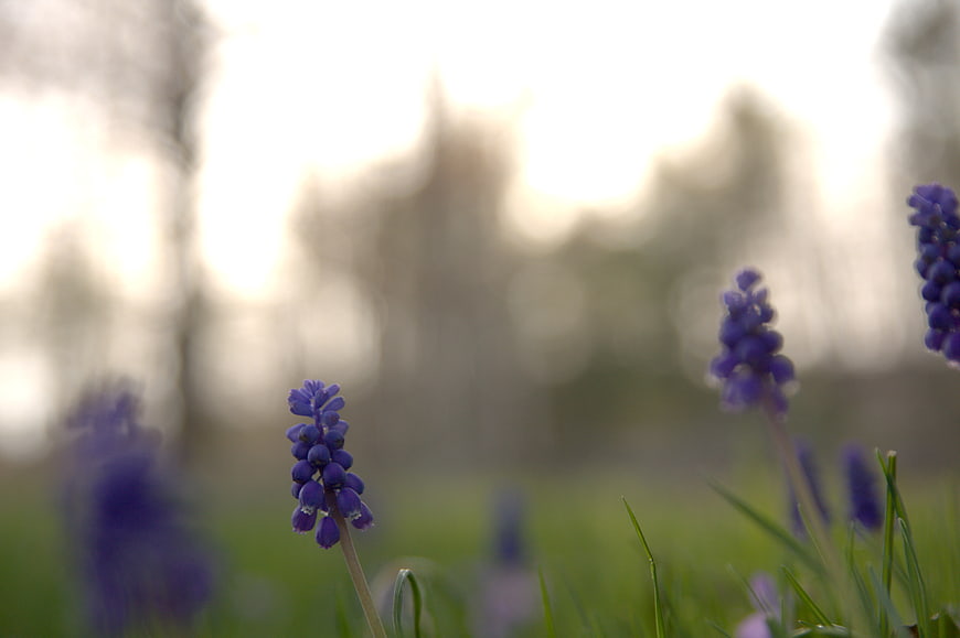 Purple Grape Hyacinth Flowers in Spring Grass