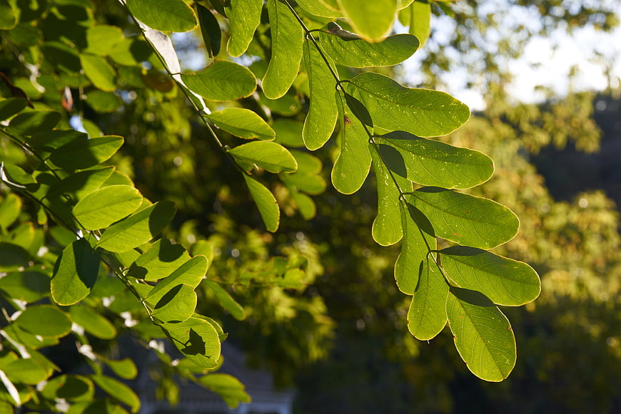 Sunlit Green Leaves Close-Up with Bokeh Background