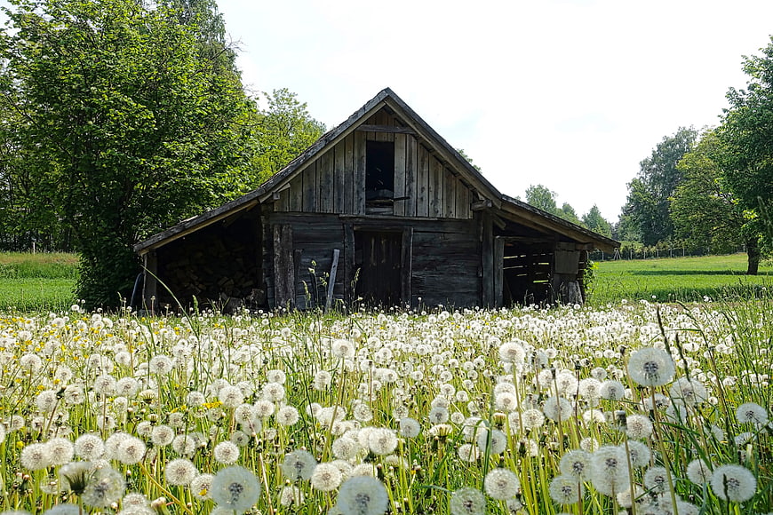 Old wooden barn in a field of white dandelions