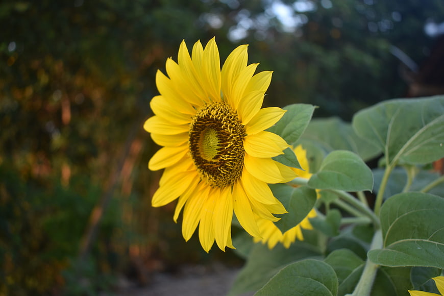 Vibrant Yellow Sunflower Close-Up in Natural Garden Setting