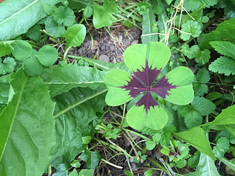 Lucky four-leaf clover with purple center in green grass
