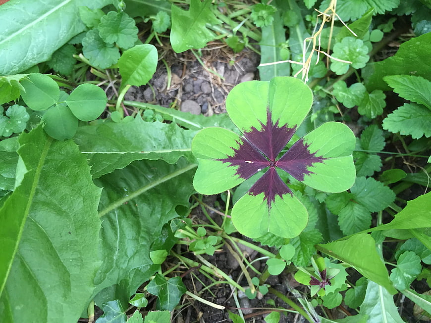 Lucky four-leaf clover with purple center in green grass