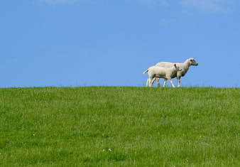 Mother sheep and lamb walking on green hill