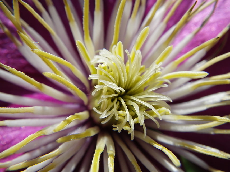 Macro Close-Up of Purple and White Clematis Flower Center