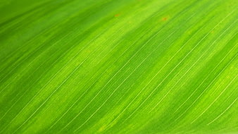 Close-up of vibrant green leaf texture with parallel veins