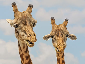 Two Giraffe Heads Eating Against Blue Sky