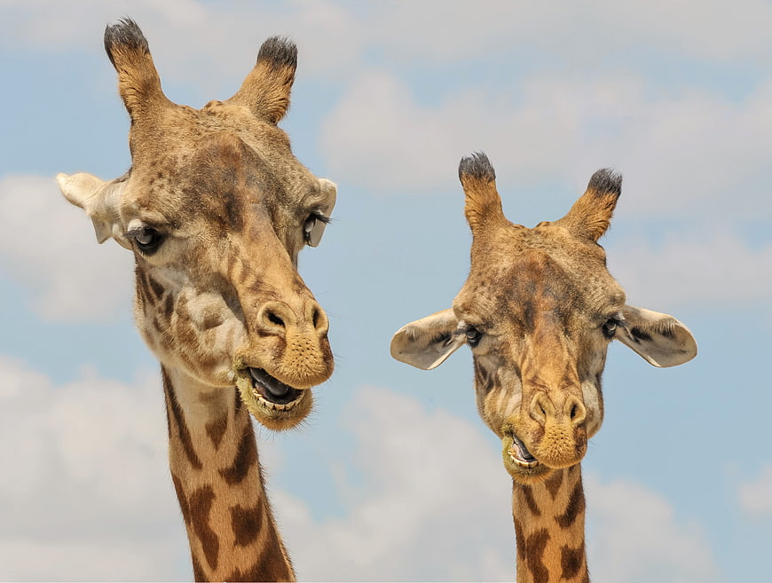 Two Giraffe Heads Eating Against Blue Sky