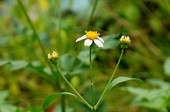 Close-up of white and yellow wild daisy in green field