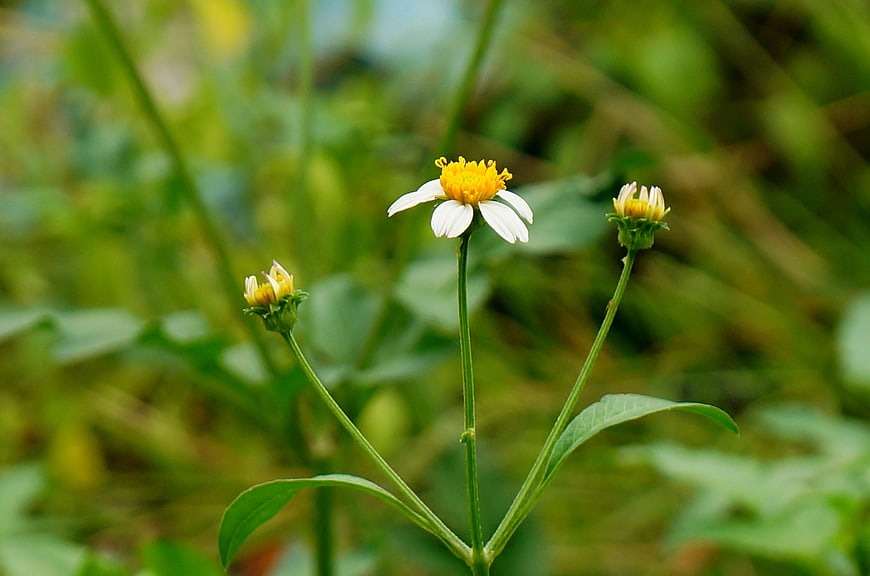Close-up of white and yellow wild daisy in green field