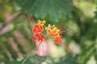 Vibrant Red and Yellow Flame Tree Flowers in Bloom
