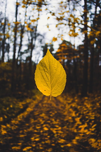 Yellow autumn leaf in focus against blurred forest path background