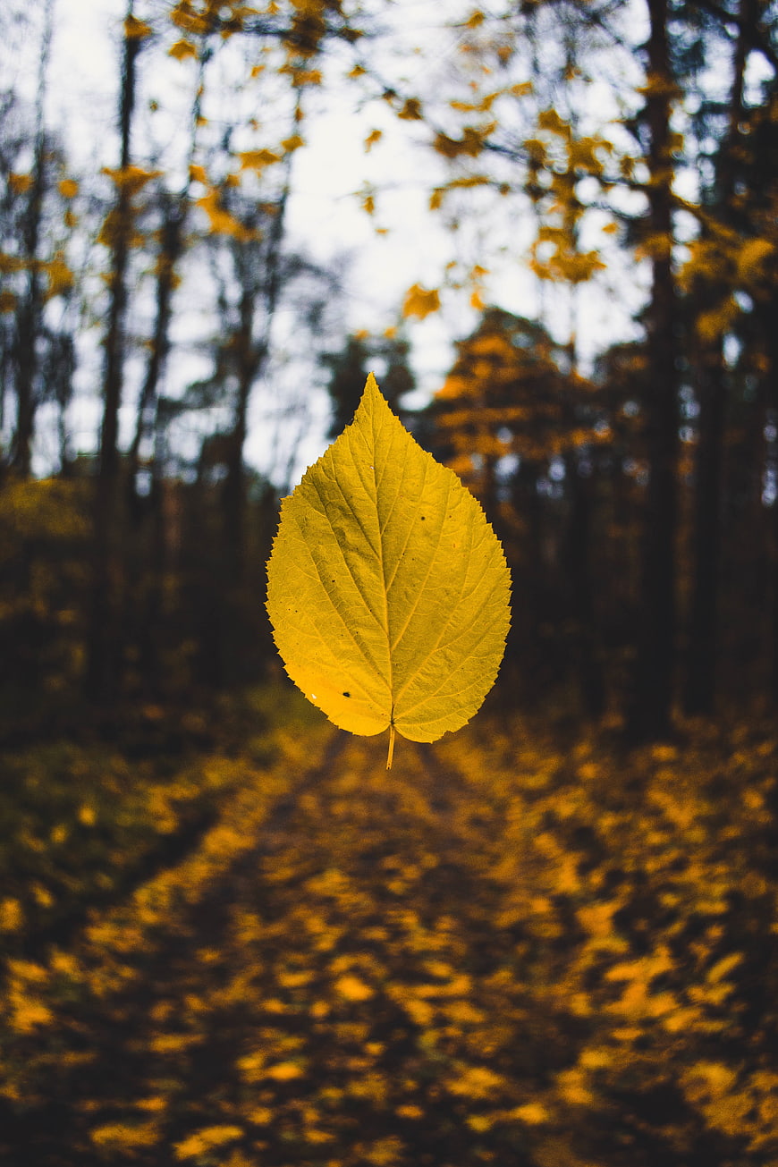 Yellow autumn leaf in focus against blurred forest path background