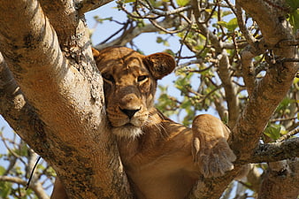Young Lioness Resting in Tree Branches