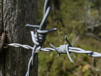 Close-up of barbed wire on weathered wooden fence post
