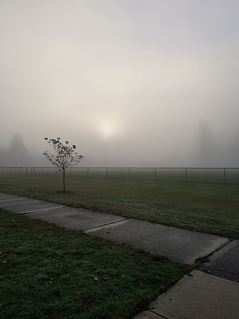 Foggy Morning Park with Sidewalk and Small Tree