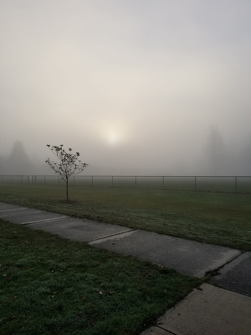 Foggy Morning Park with Sidewalk and Small Tree